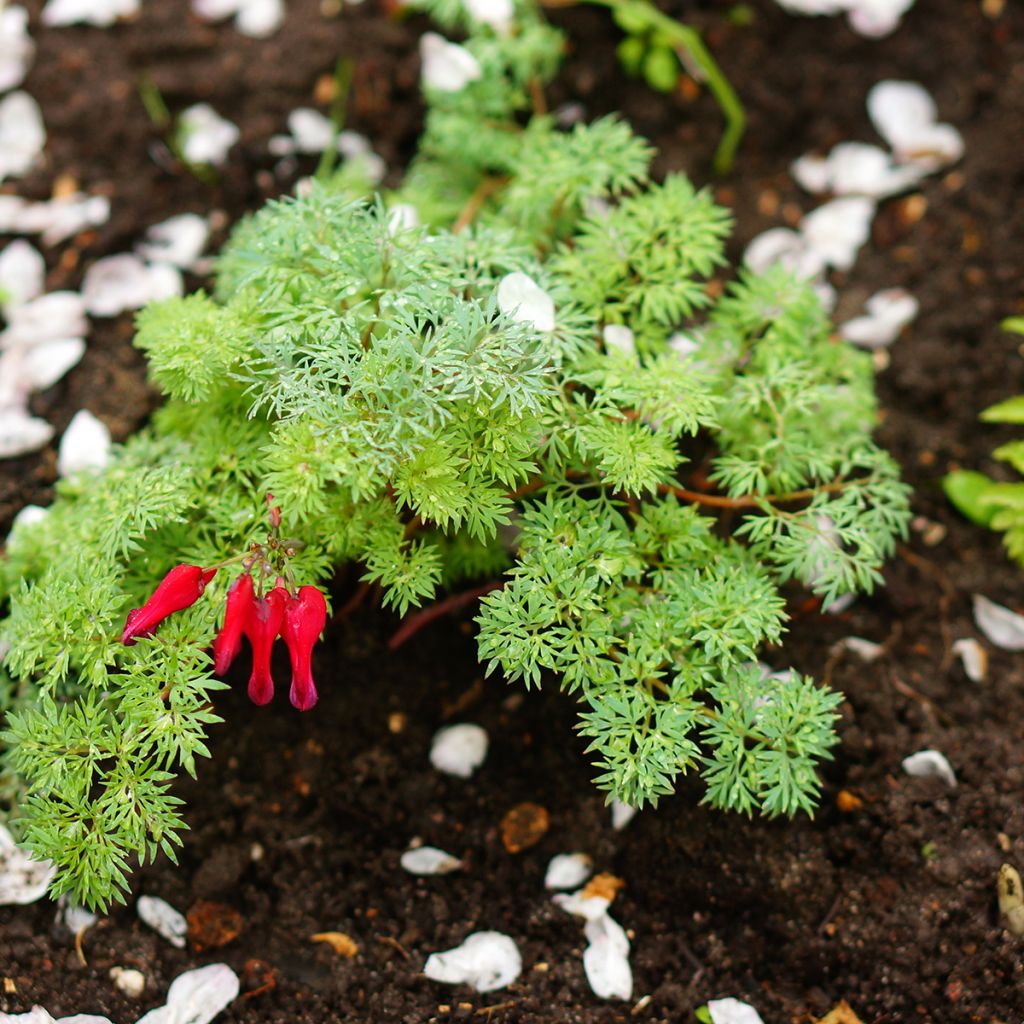 Dicentra Burning Hearts®
