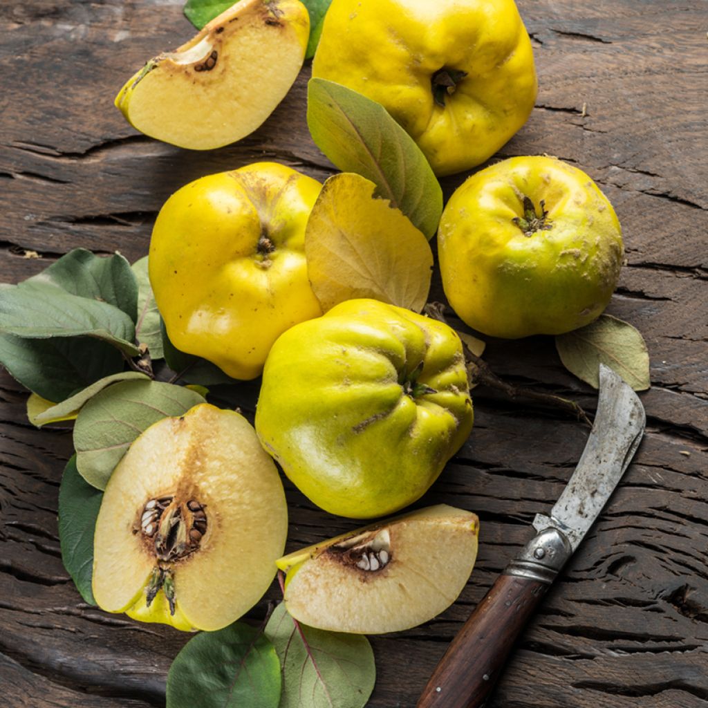 Marmeleiro Aromatnaya - Cydonia oblonga