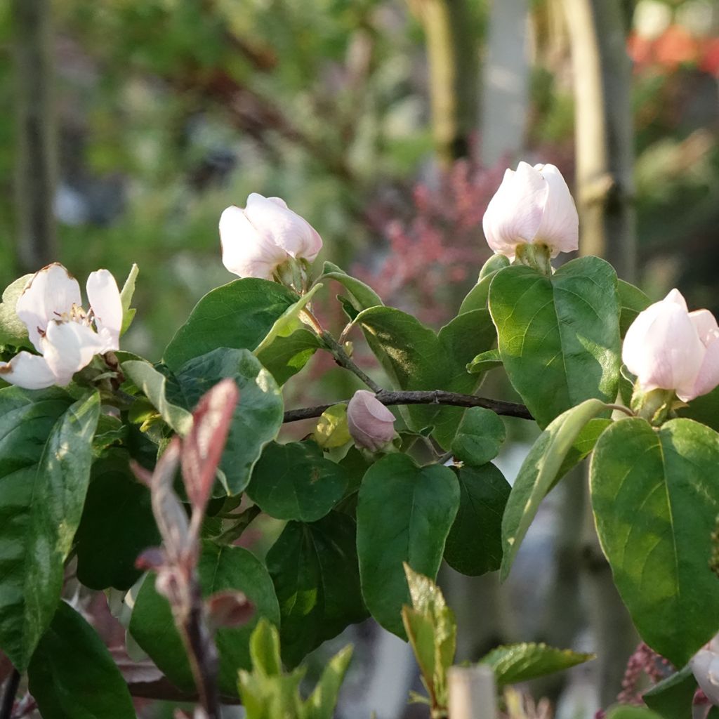 Marmeleiro Aromatnaya - Cydonia oblonga