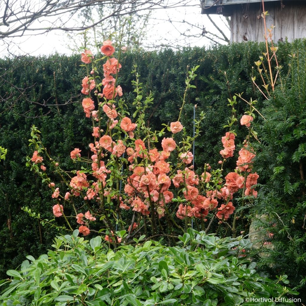 Marmeleiro-do-Japão Double Delice Passion