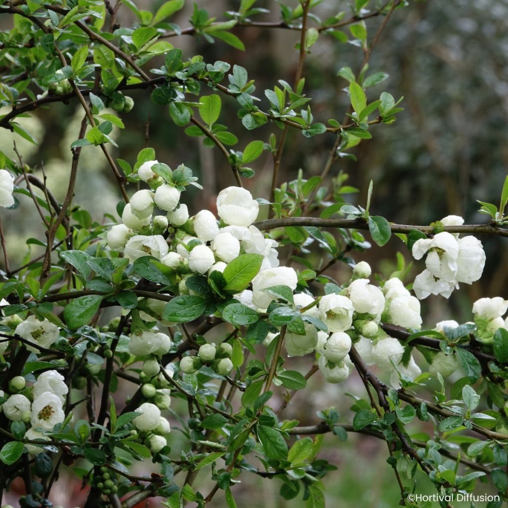 Marmeleiro-do-Japão Double Delice Pure