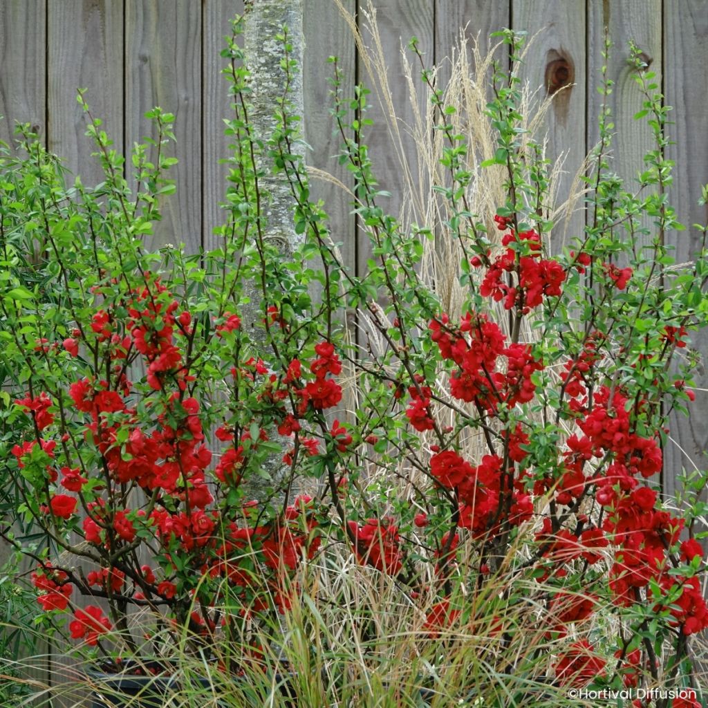 Marmeleiro-do-Japão Double Delice Rouge Baiser
