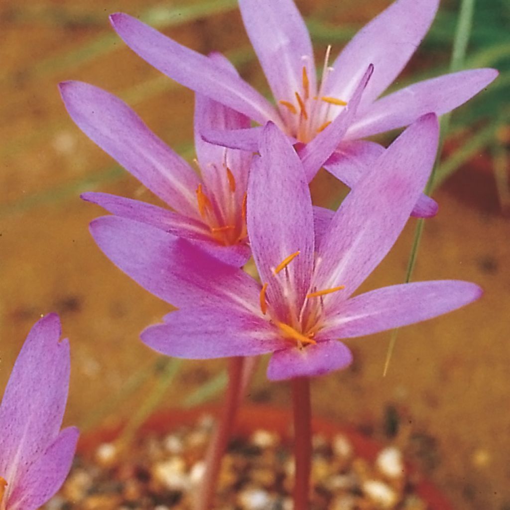 Açafrão-bastardo Pannonicum - Colchicum autumnale