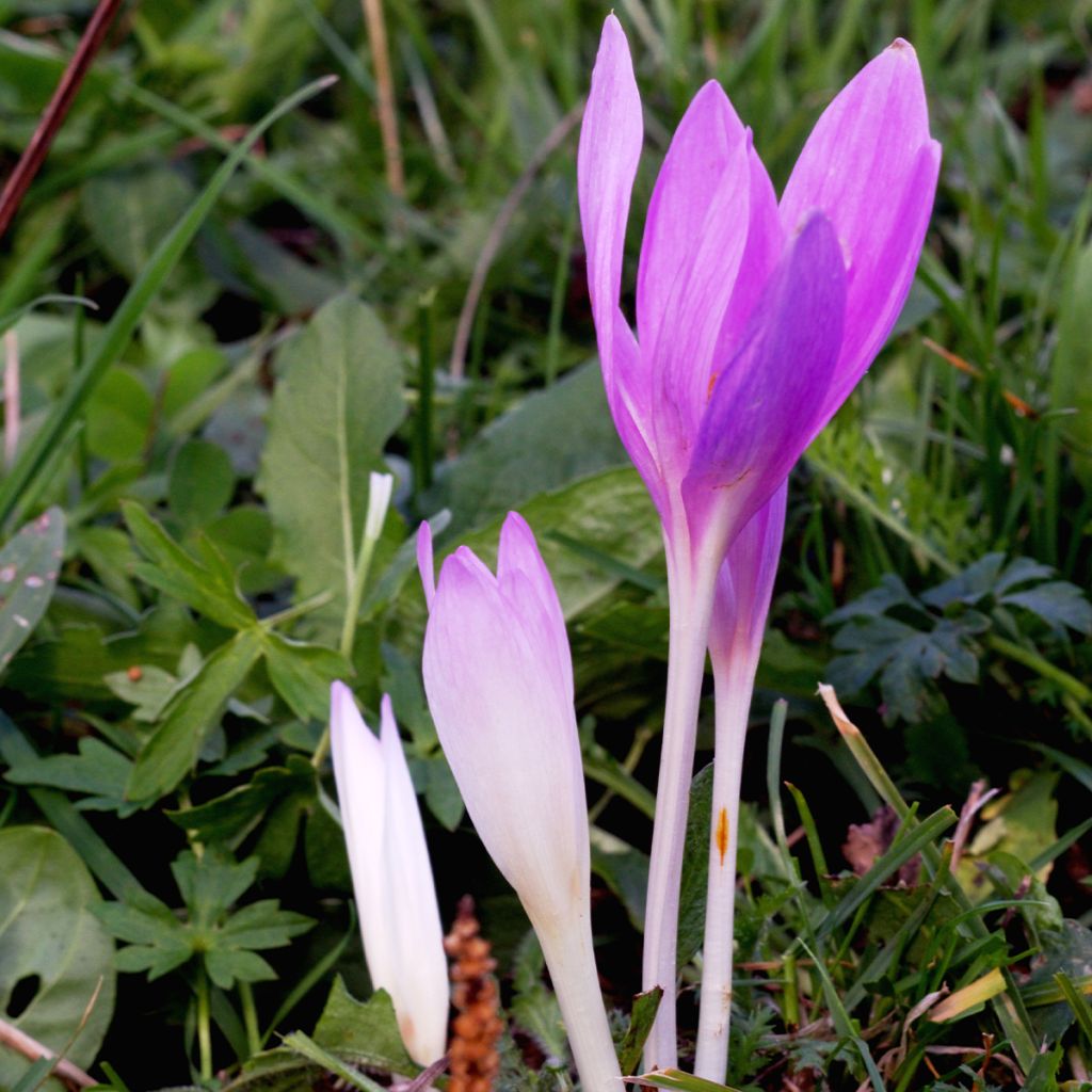 Açafrão-bastardo Pannonicum - Colchicum autumnale