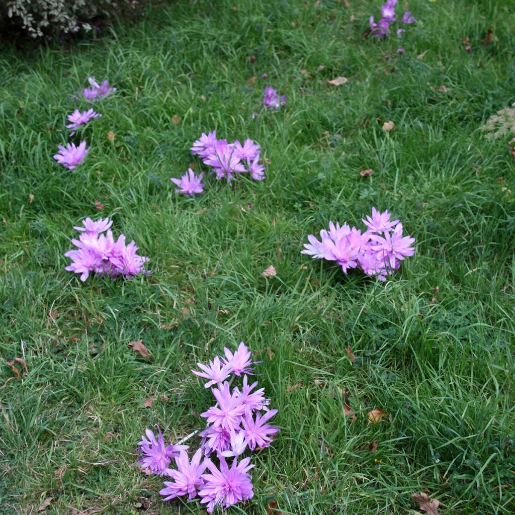 Açafrão-bastardo Pleniflorum - Colchicum autumnale
