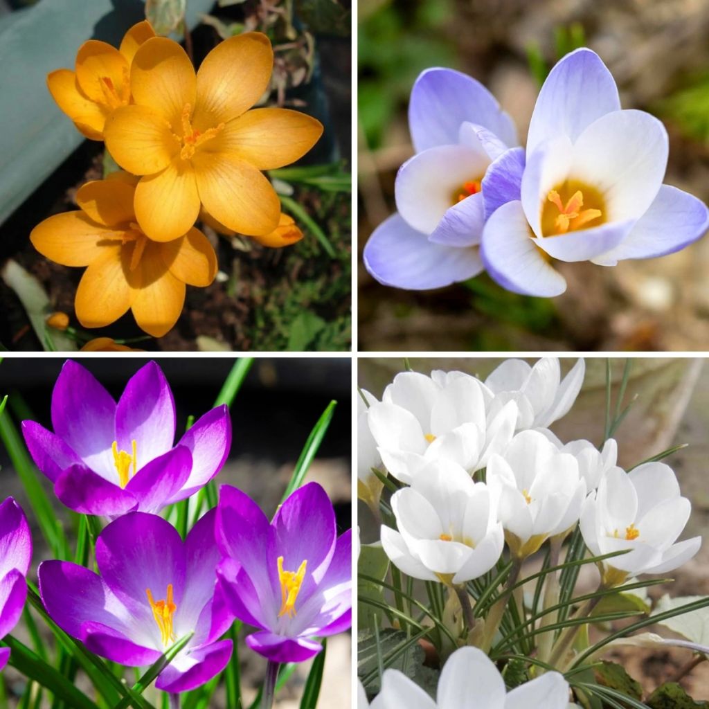 Coleção 115 Crocus Botanicos