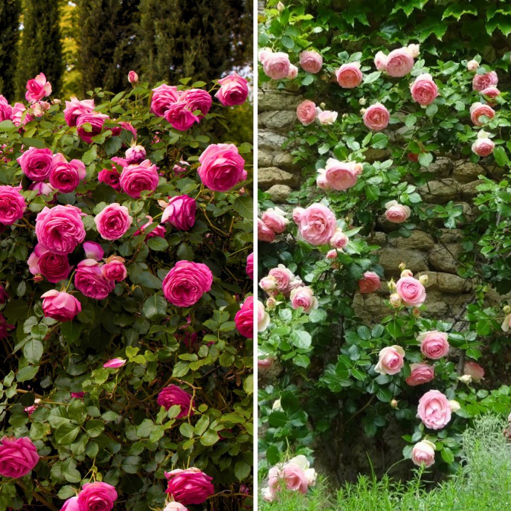 Coleção 2 Roseiras Trepadeiras Cor-de-Rosa