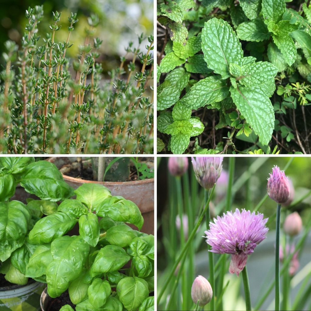 Conjunto de 4 aromáticas a preços reduzidos