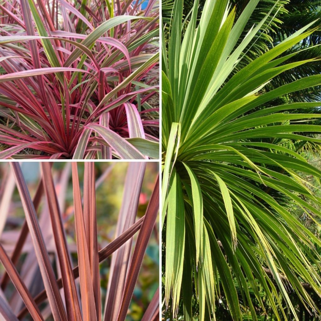 Coleção de Cordylines para maciço exótico