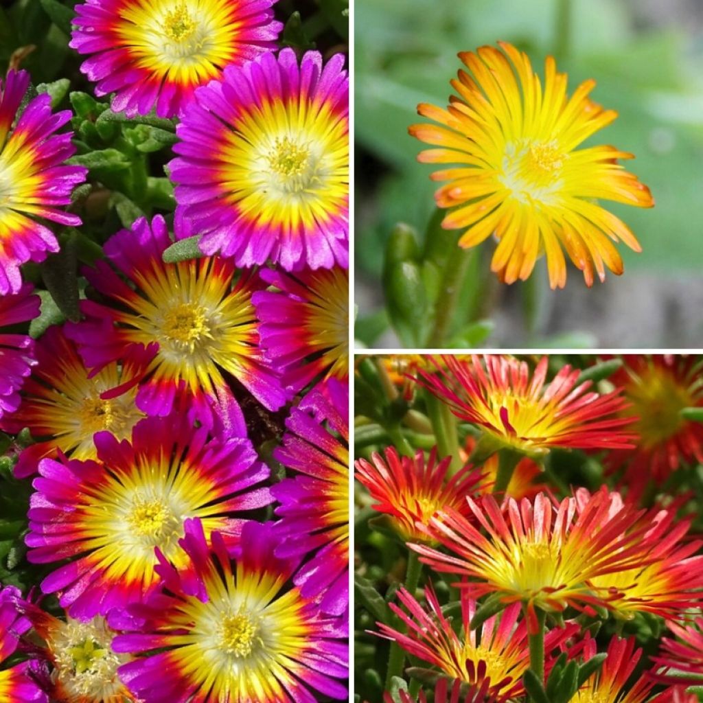 Coleção de <i>Delosperma</i> para jardins de rochas