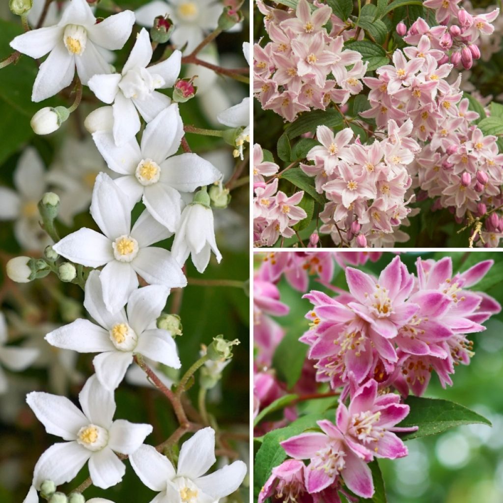 Coleção de <i>Deutzia</i> para canteiro florido