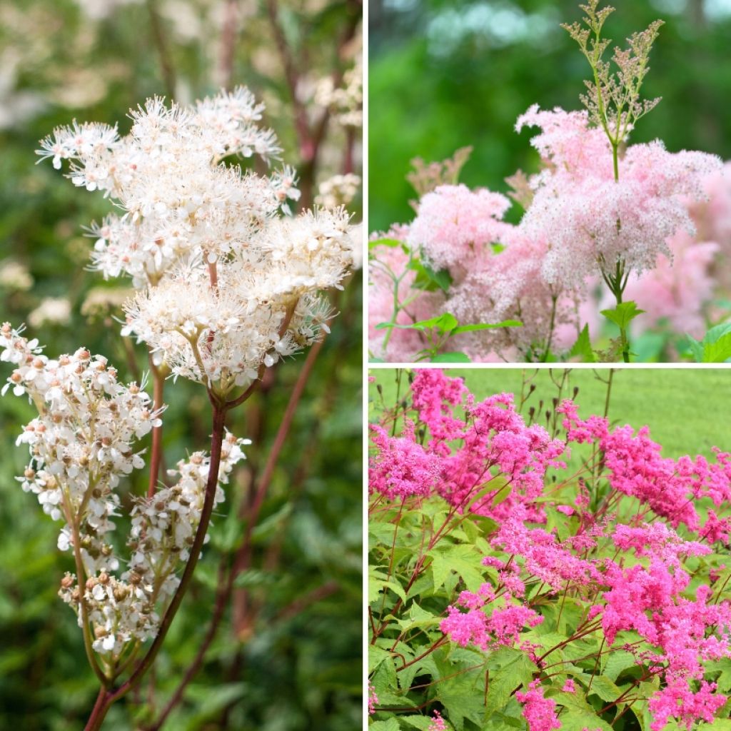 Coleção <em>Filipendula</em>