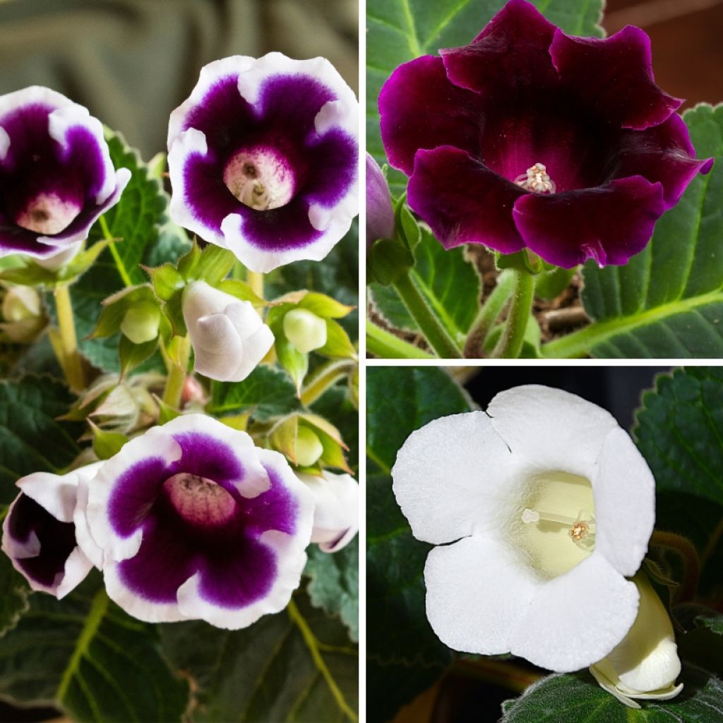 Coleção Gloxínias violetas e brancas