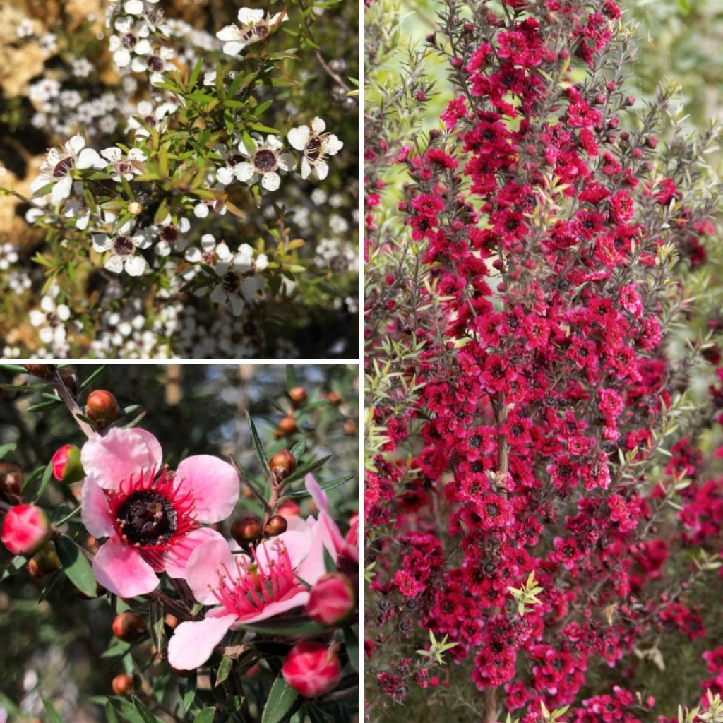 Coleção <em>Leptospermum</em>