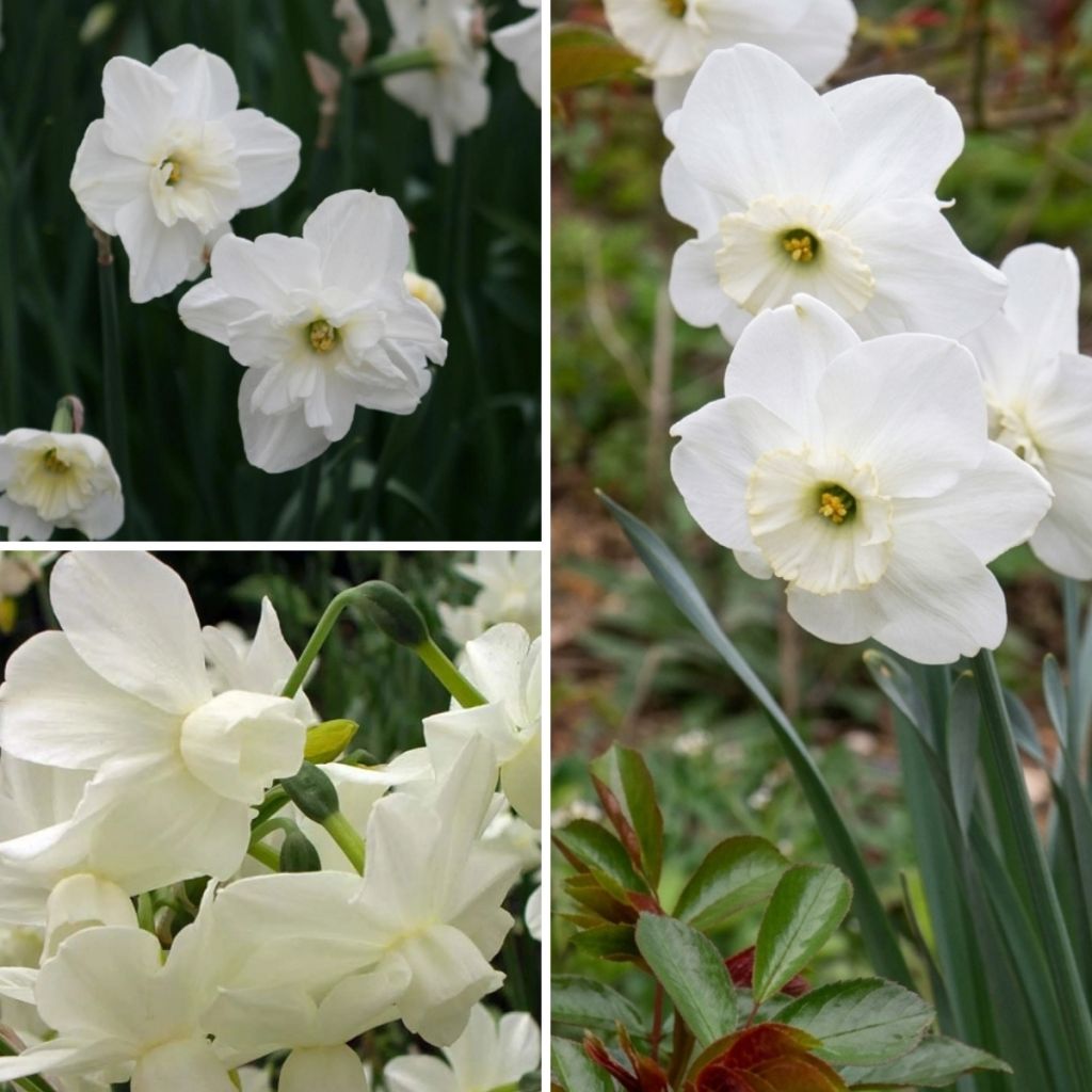 Coleção de narcisos brancos