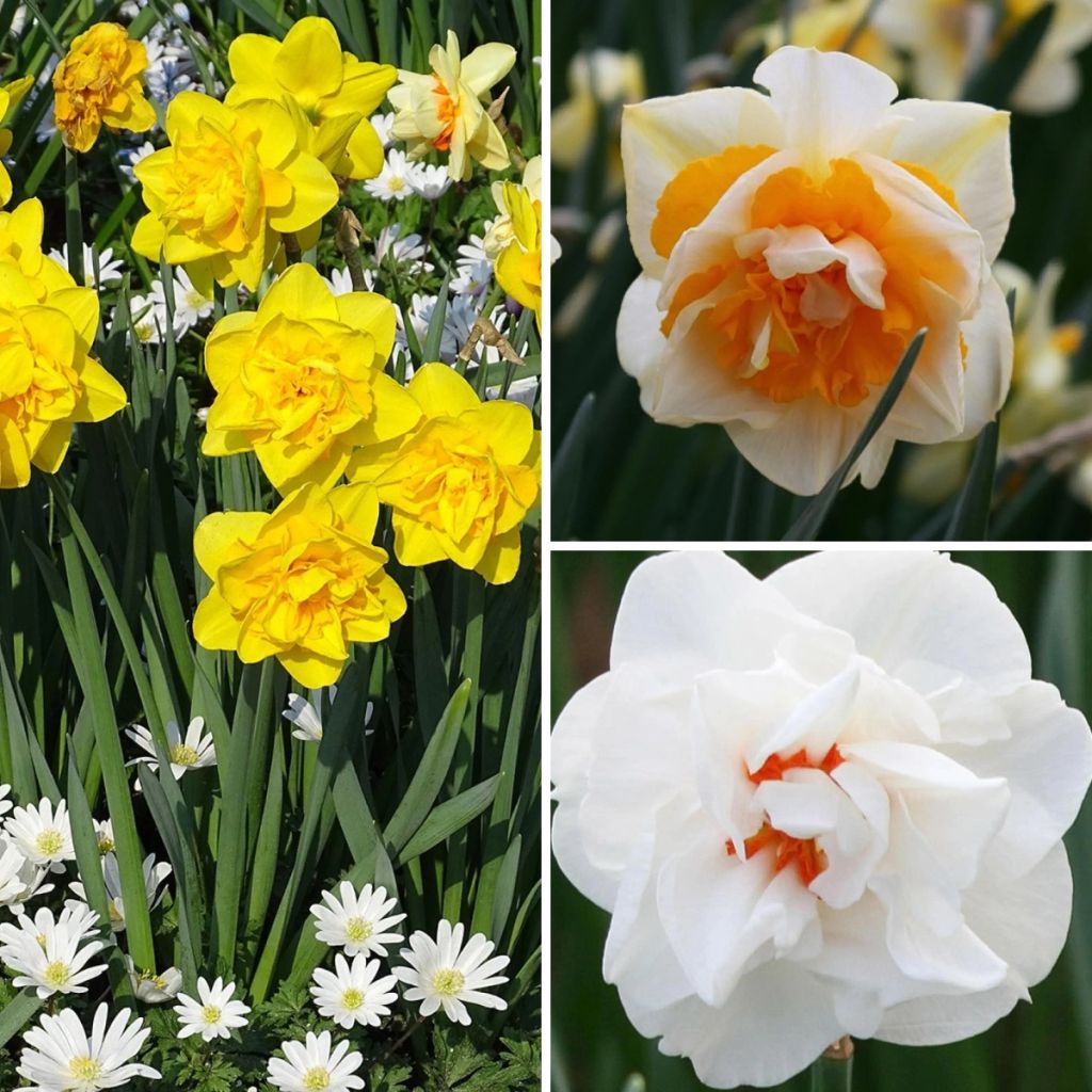 Coleção de narcisos duplos