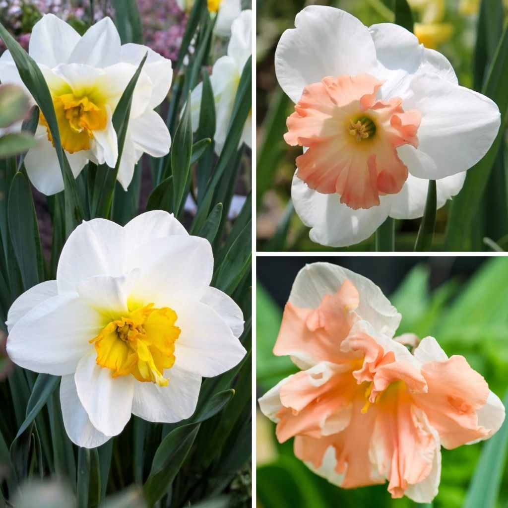 Coleção Narcisos Borboleta