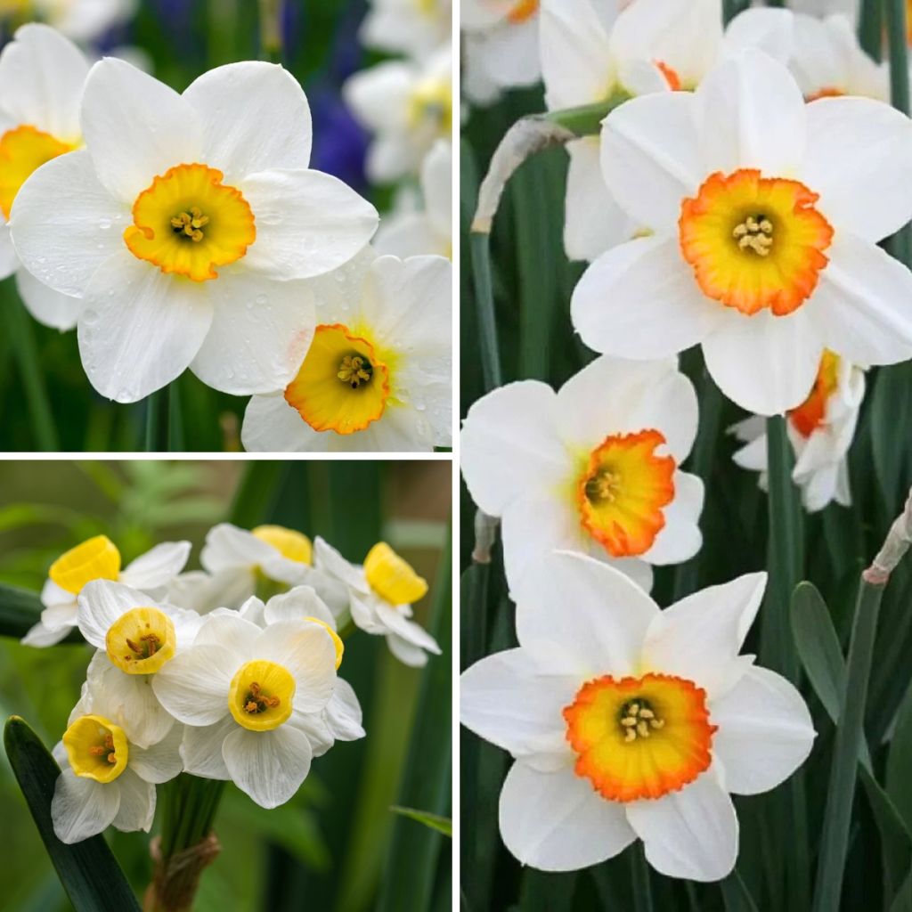Coleção de Narcisos Perfumados