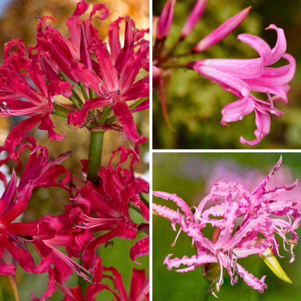 Coleção de Nerines