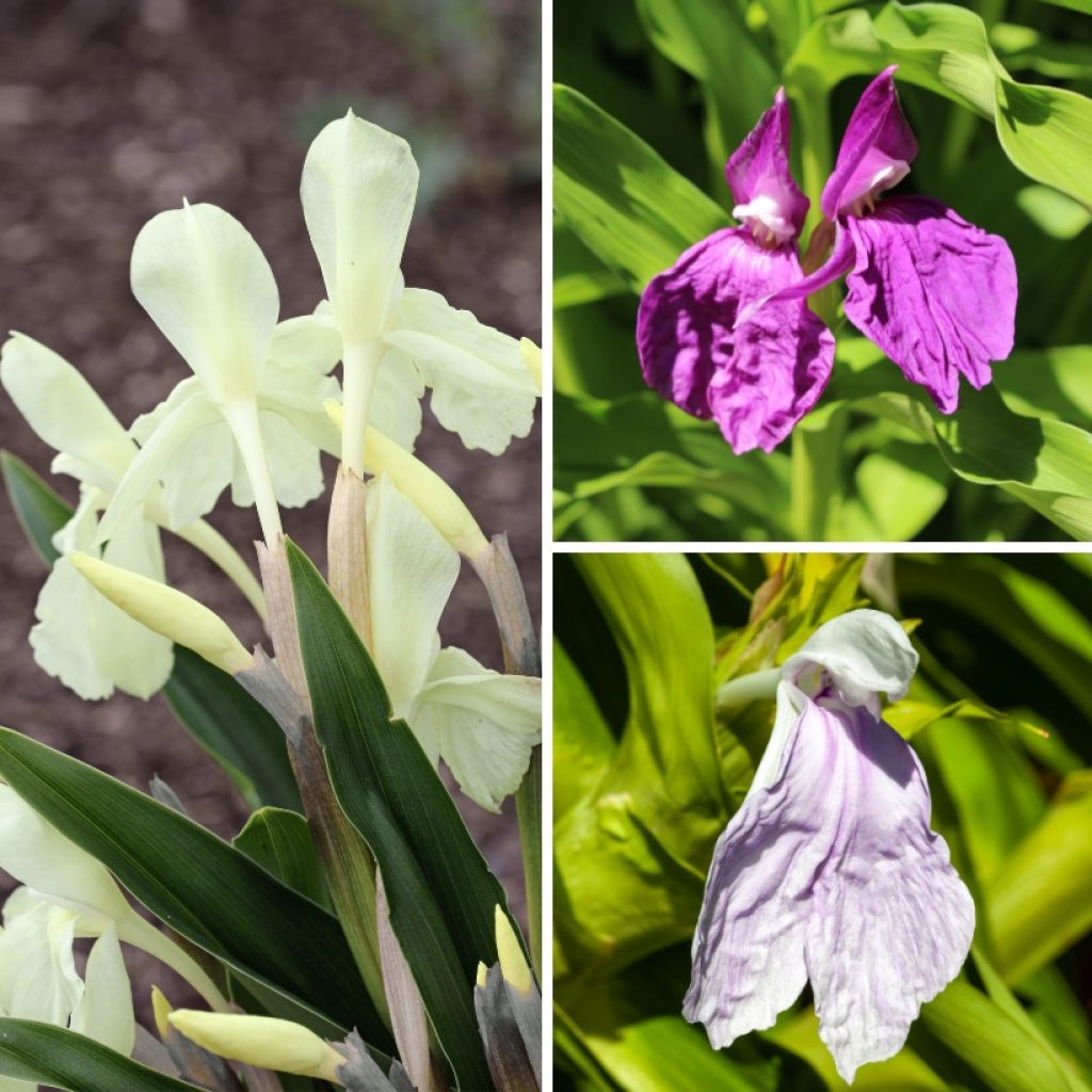 Coleção de <i>Roscoea</i>