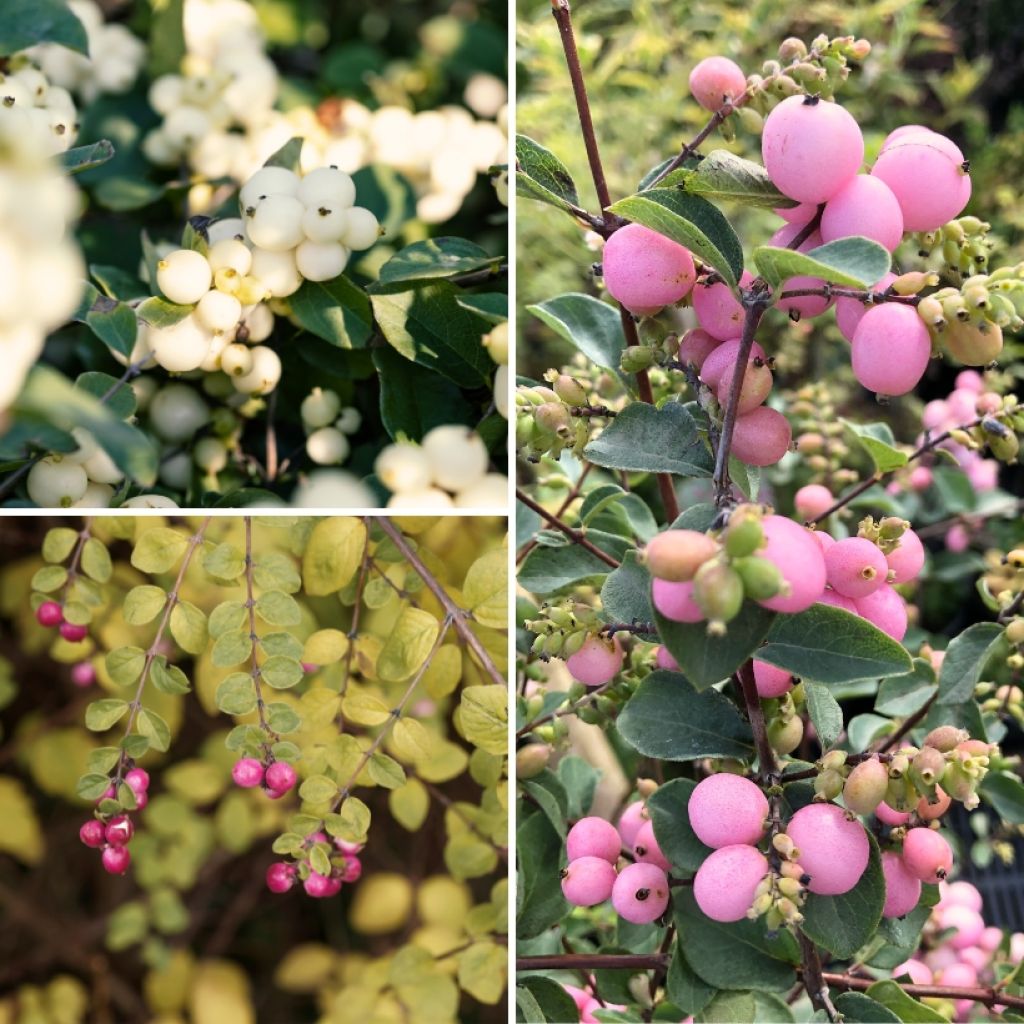 Coleção de <i>Symphoricarpos</i> com bagas coloridas