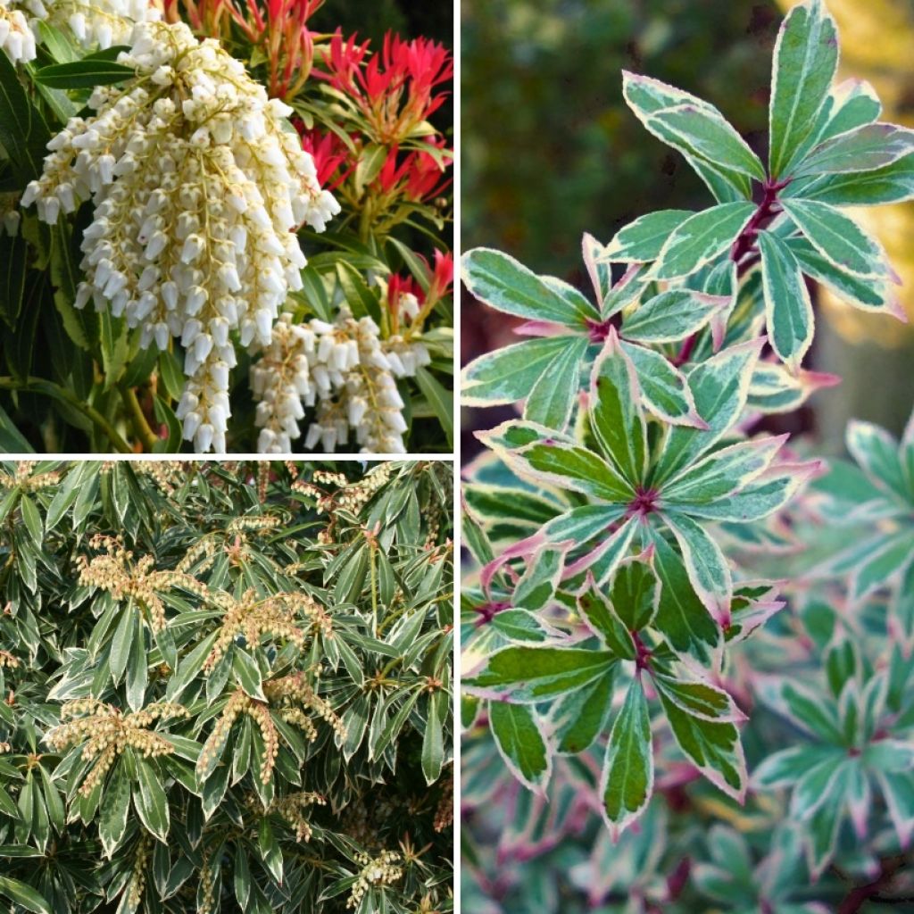Coleção de Andrómedas-do-Japão (<em>Pieris japonica</em>) - Folhagens persistentes e coloridas para sombra