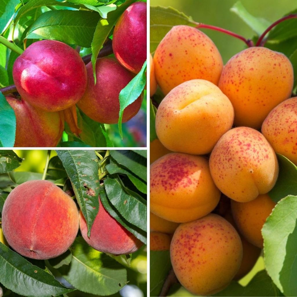 Coleção Árvores frutíferas anãs — Frutos amarelos