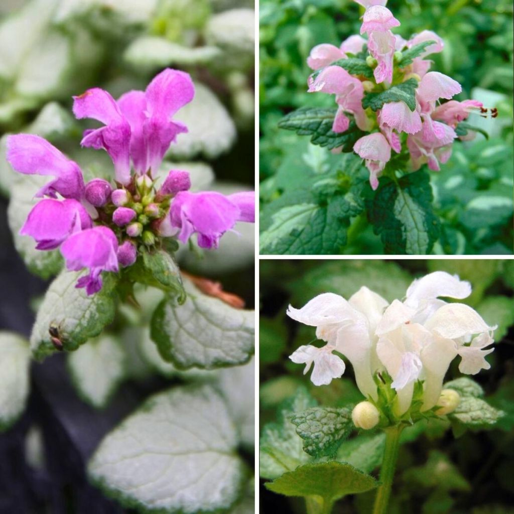 Coleção de <i>Lamium maculatum</i> a preços reduzidos