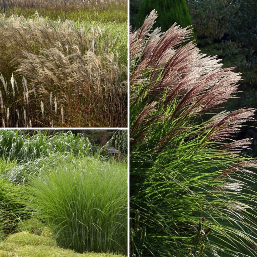 Coleção <i>Miscanthus</i>
