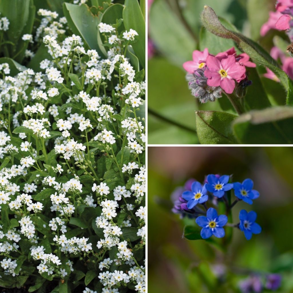 Coleção <em>Myosotis</em>