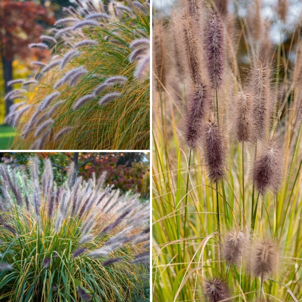 Coleção <i>Pennisetum</i> - gramíneas rabo-de-gato