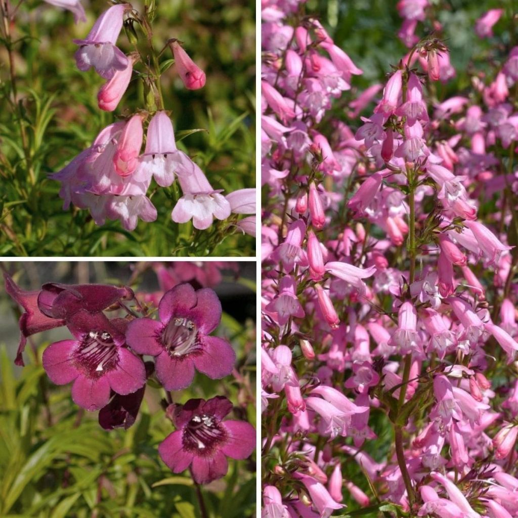Coleção de <em>Penstemon</em>