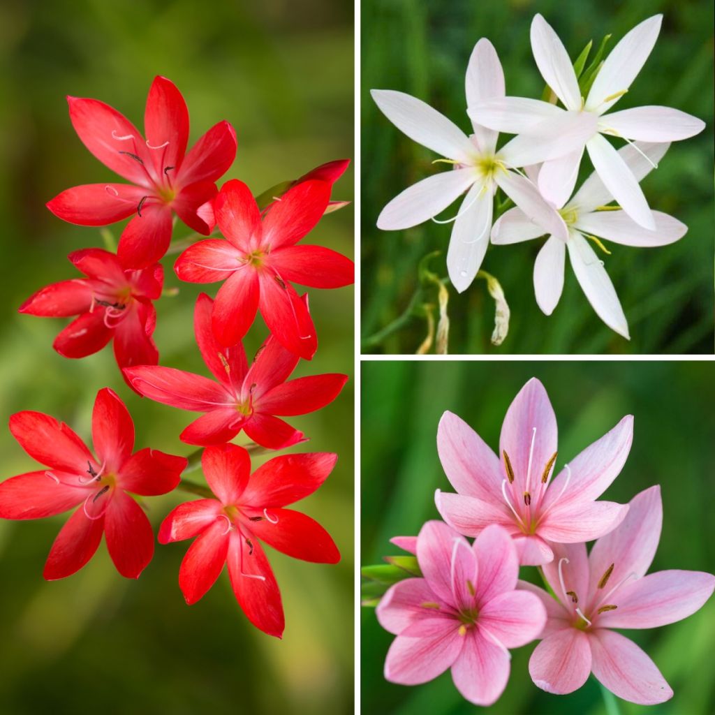 Coleção <em>Schizostylis</em>