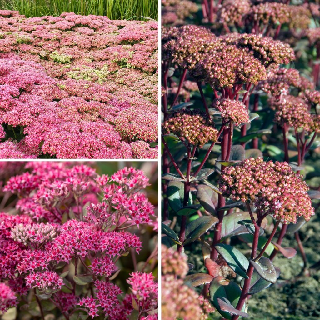 Coleção de <em>Sedum</em> — sedums de outono