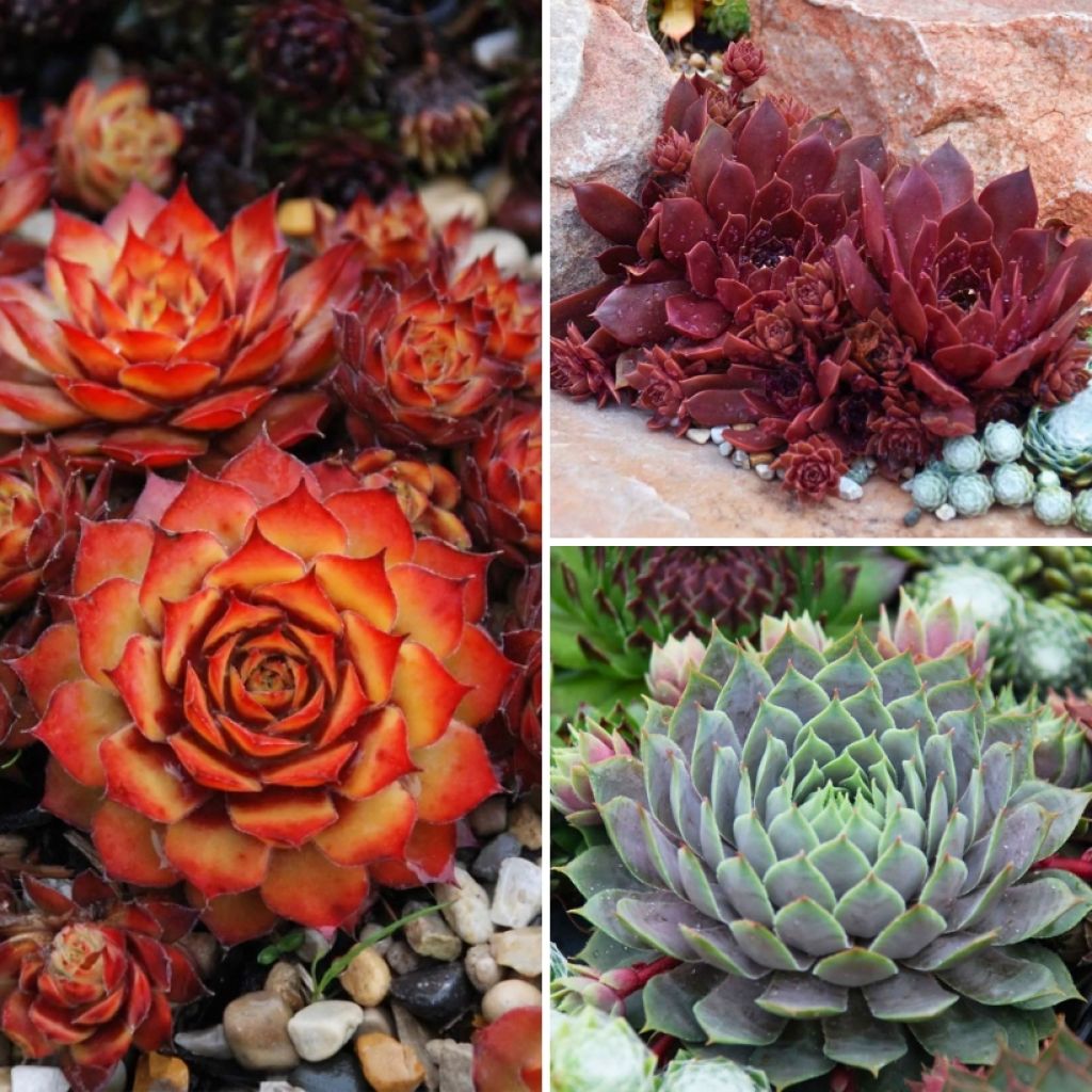 Coleção de <i>Sempervivum</i> - Sempre-vivas