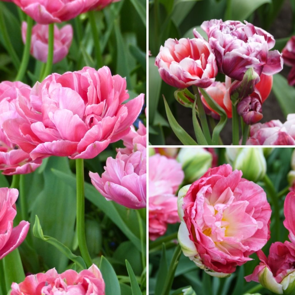 Coleção Sorbet de Morango