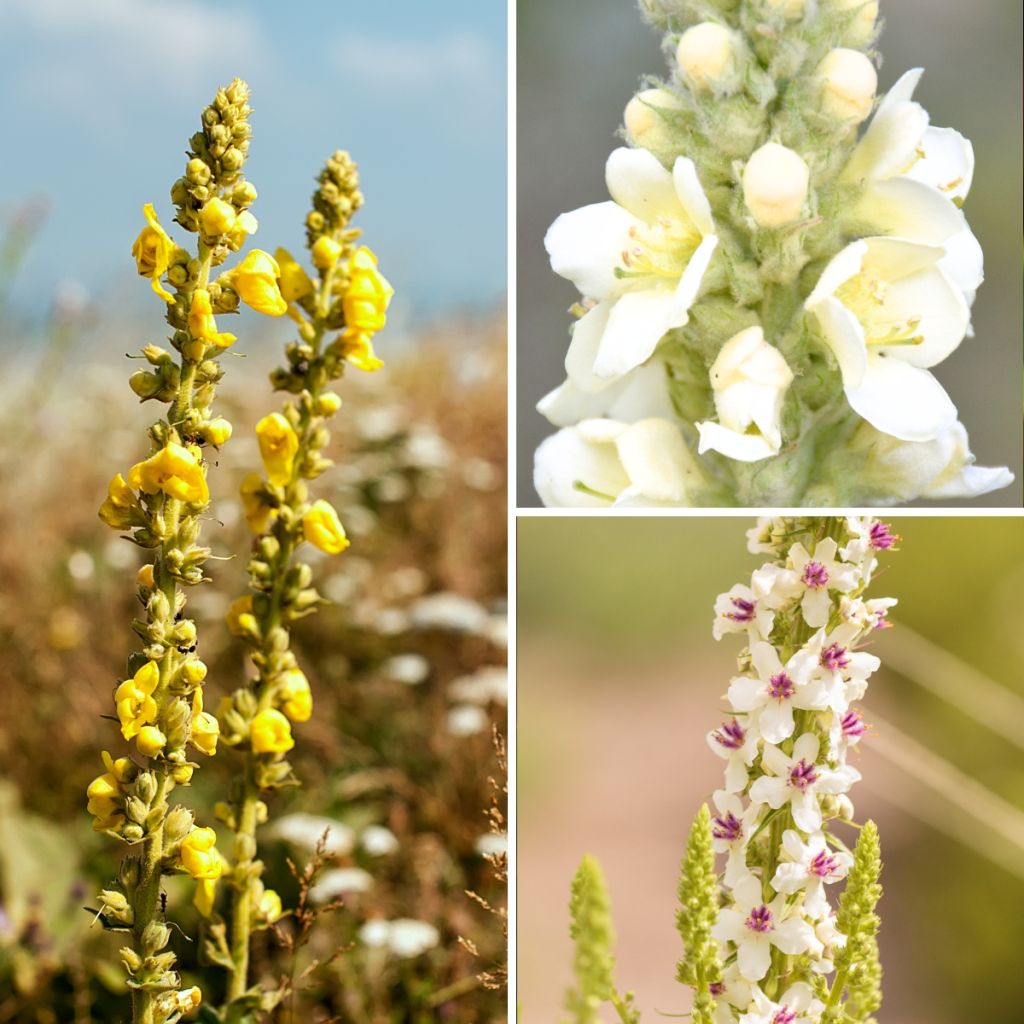 Coleção de <i>Verbascum</i> silvestres - Gordolobos