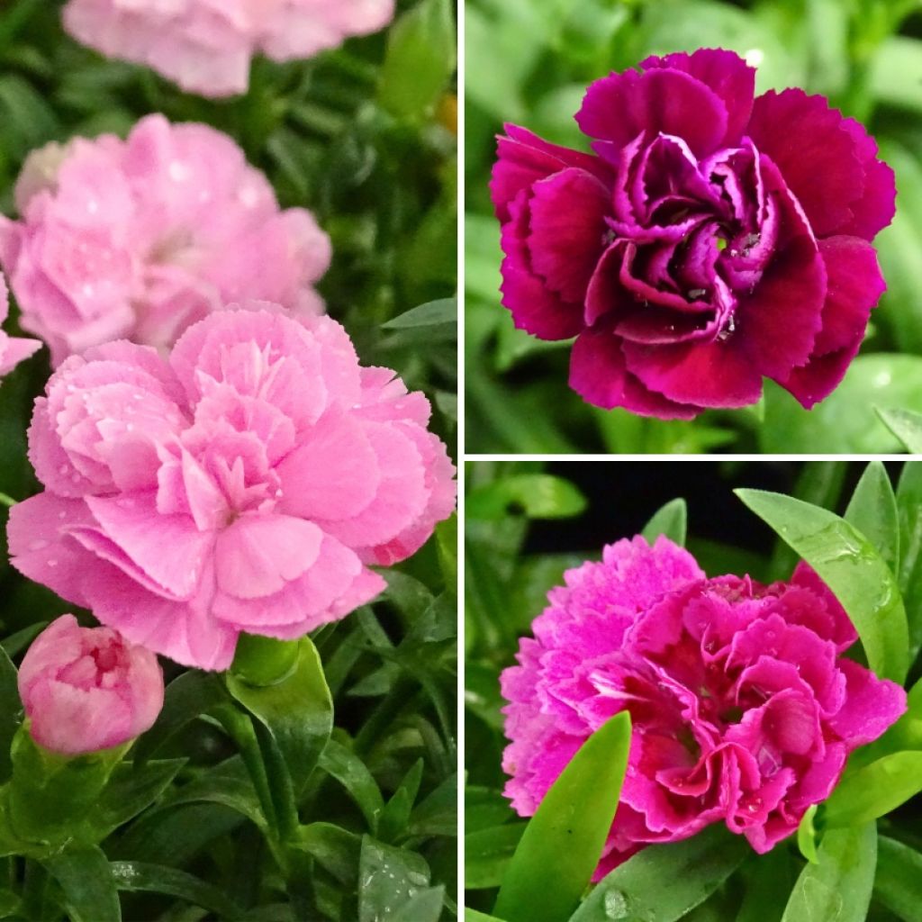 Coleção de cravos perenes, de flores duplas, e perfumados