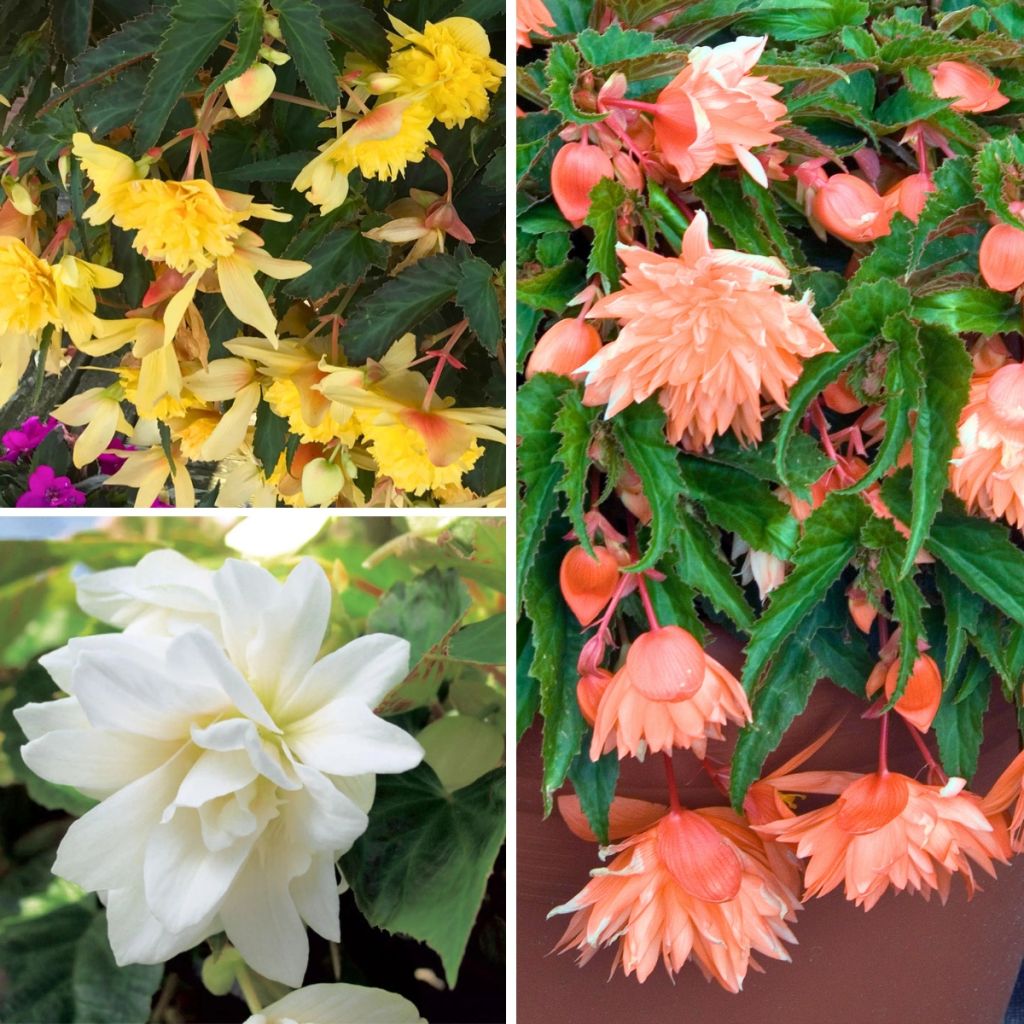 Coleção de 3 Begónias Pendentes Belleconia