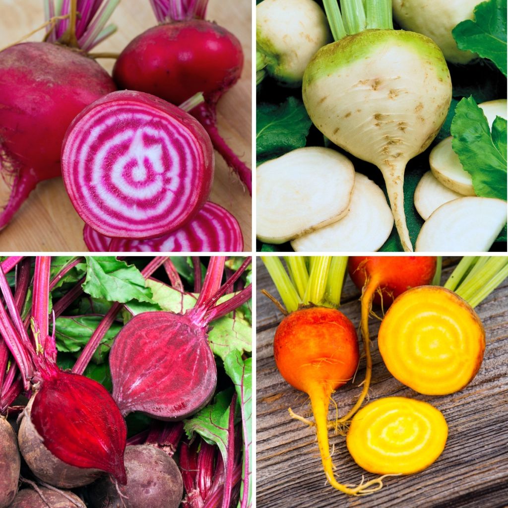 Coleção de 4 beterrabas coloridas biológicas