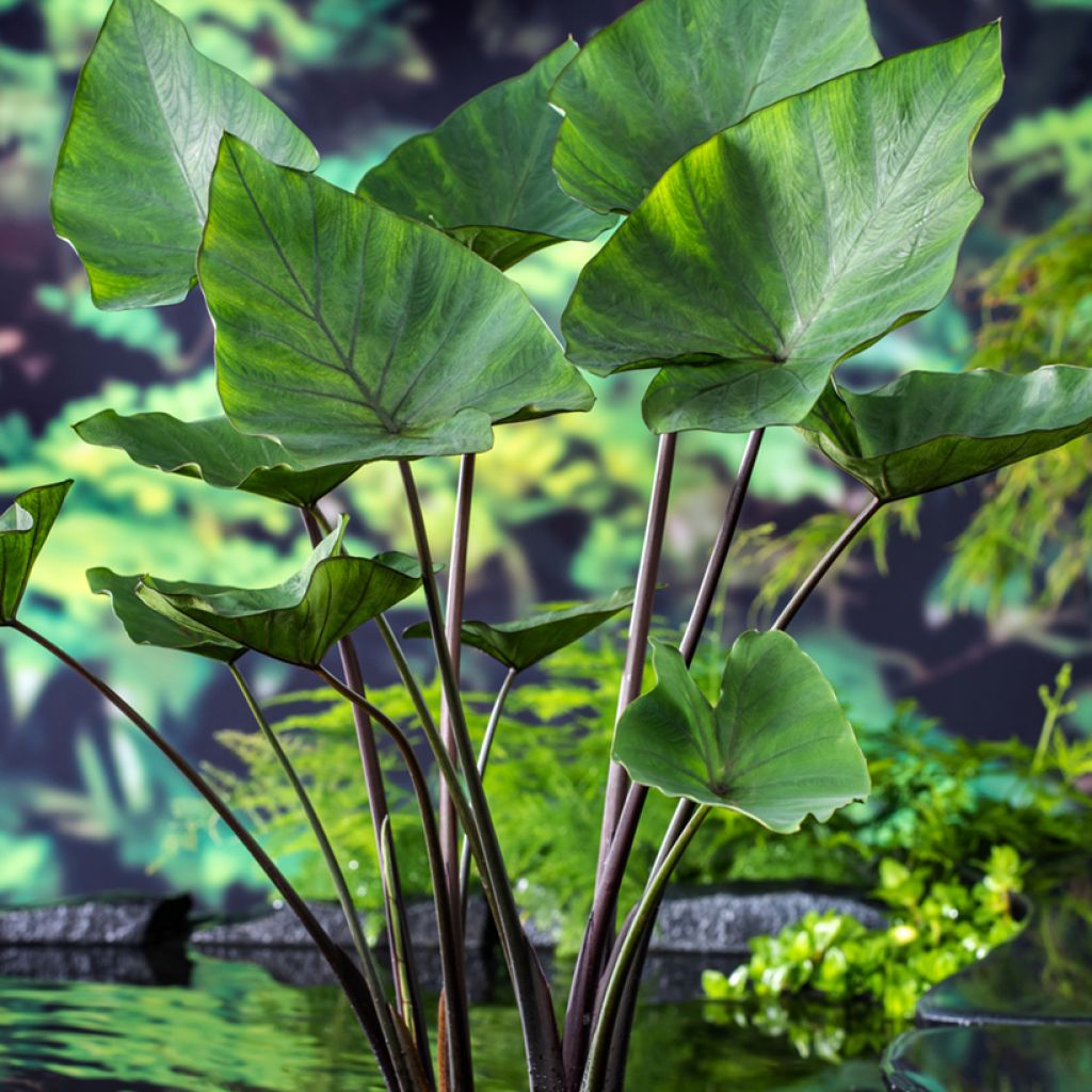 Colocasia esculenta Tea Cup