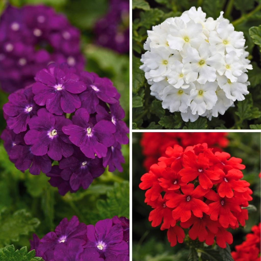 Verbena Firehouse Red, Firehouse Violet Eye, Firehouse White