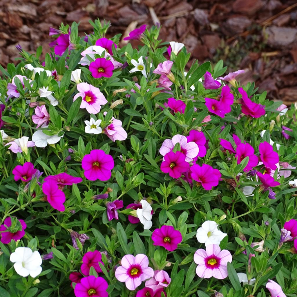 Calibrachoa Cabaret Light Pink Imp., Cabaret Rose, Cabaret White