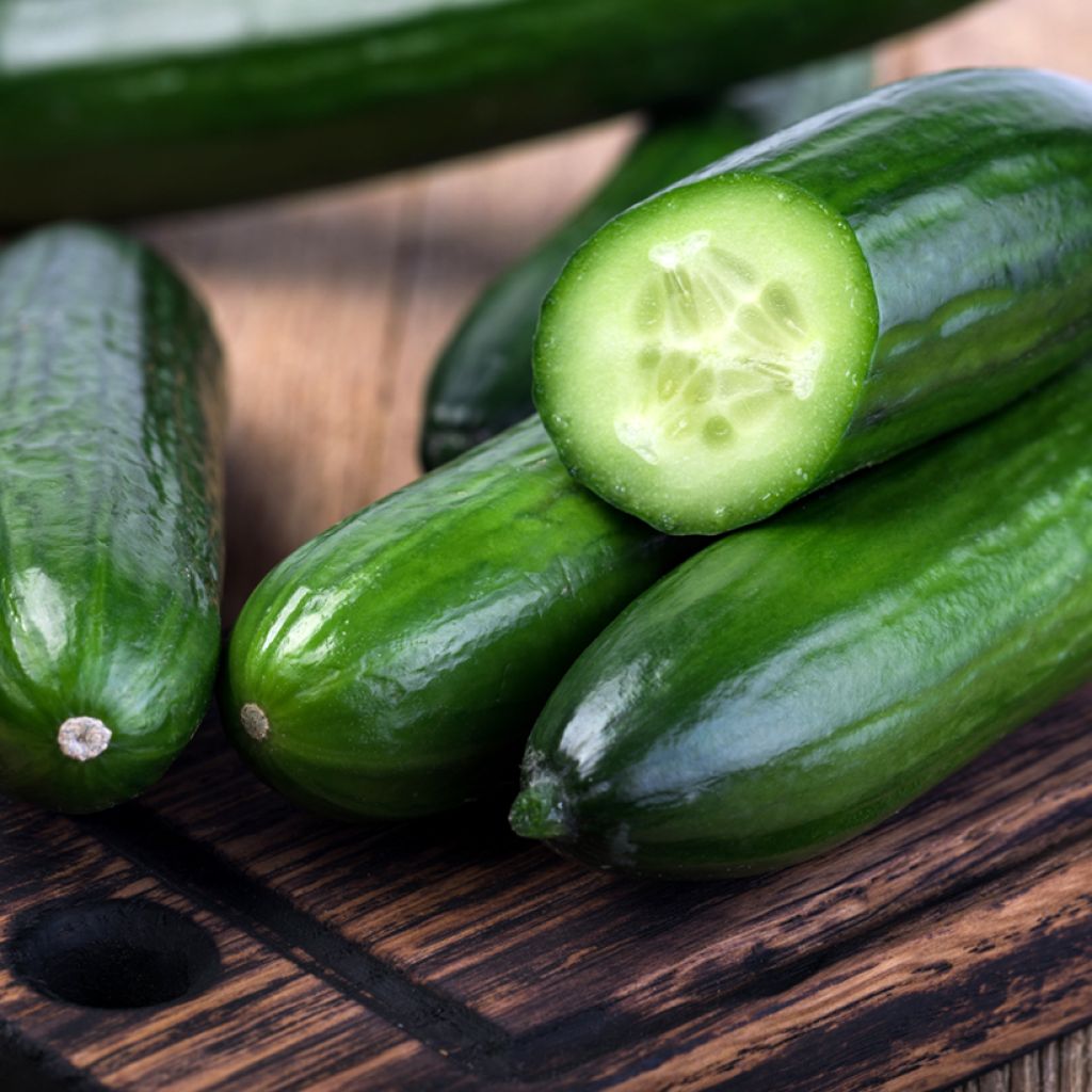 Pepino Marketmore 76 Vilmorin Bio