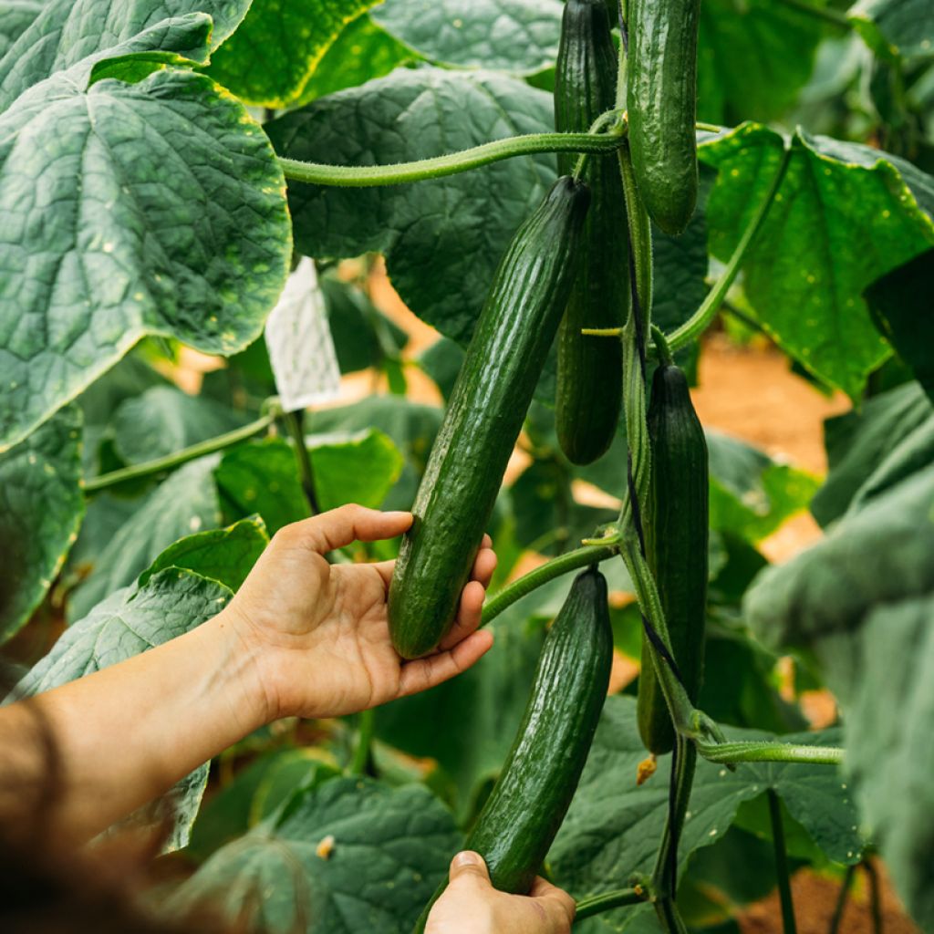 Pepino Verde comprido de mercado