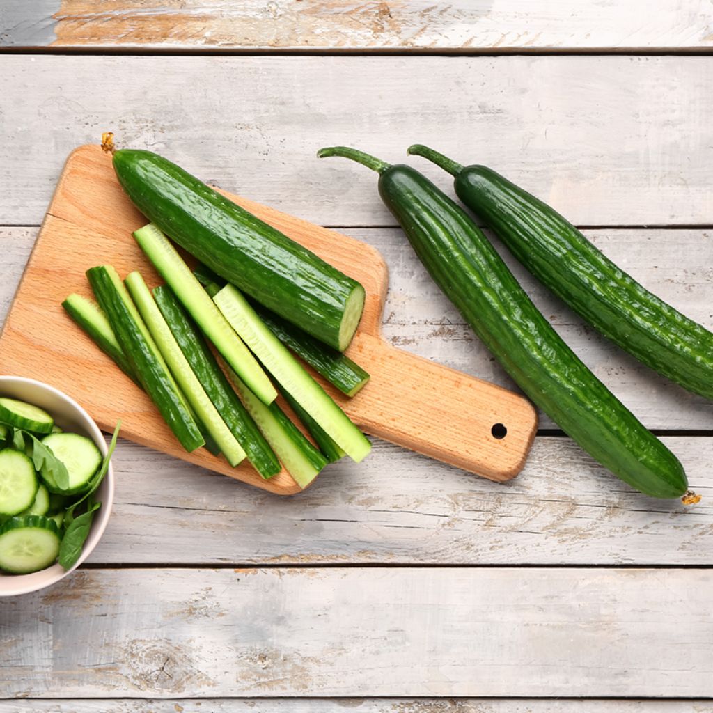 Pepino Longo Gynalial F1 plantas jovens