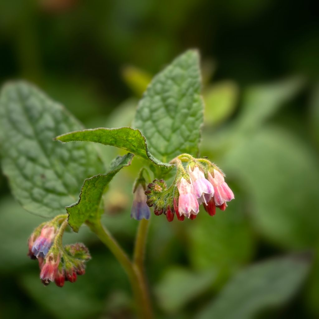 Symphytum grandiflorum Hidcote Pink