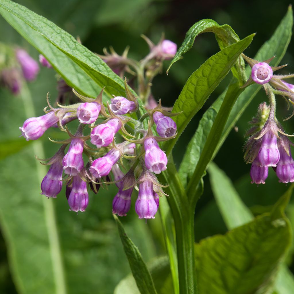 Symphytum officinale - Consolda-russa