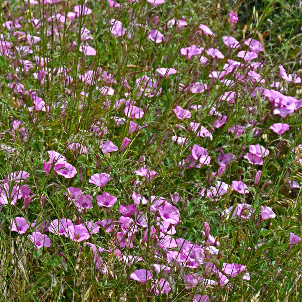 Convolvulus althaeoides