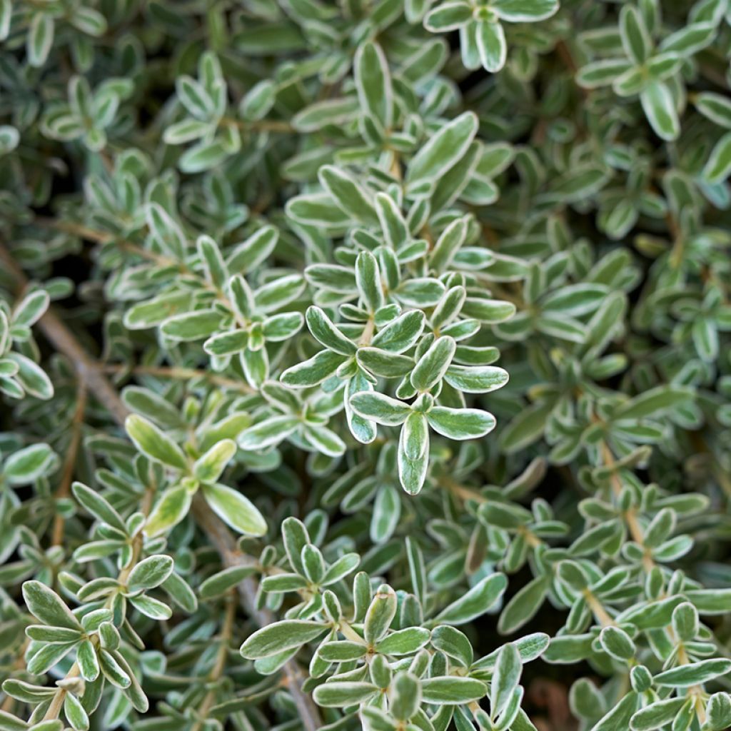 Coprosma kirkii Variegata